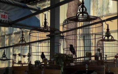 越南胡志明西贡鸟咖啡馆的鸟鸣