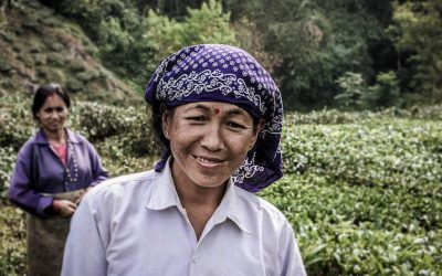 旅行镜头:印度大吉岭附近的采茶工人